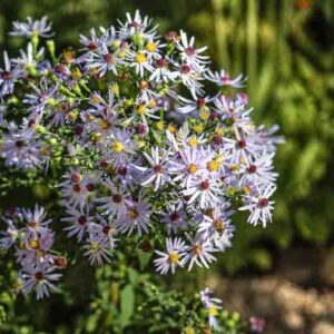 Short's Aster, Aster Shortii, Symphyotrichum shortii