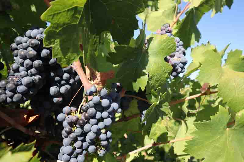 Vibrant Zinfandel grapes in sunlight