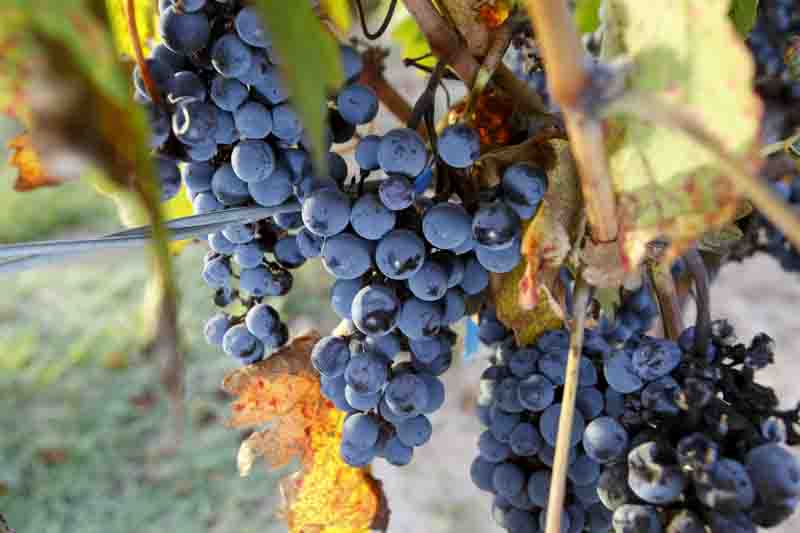 Ripe Cabernet Sauvignon grapes on vine