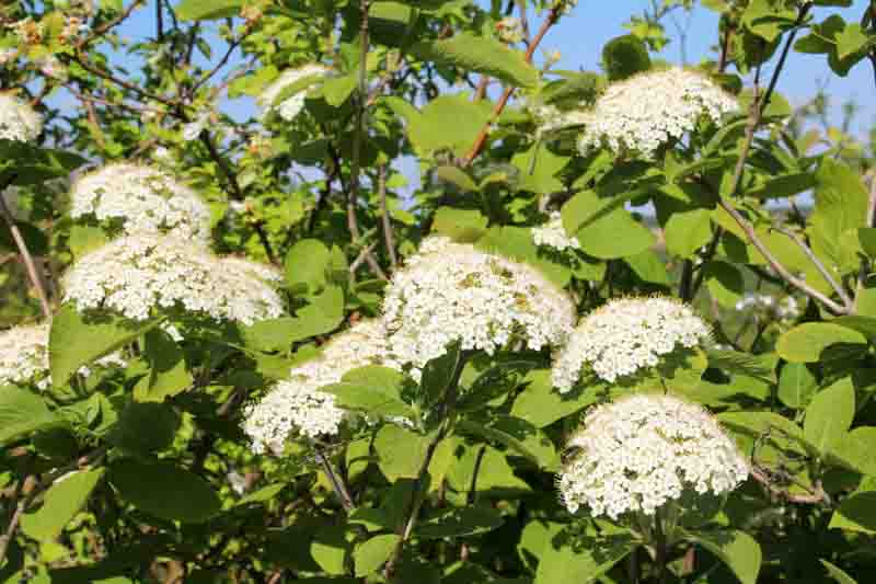 Viburnum lantanoides flowers, Hobblebush flowers, White flowers in the woods, Witch-hobble, Alder-leaved Viburnum, Moosewood