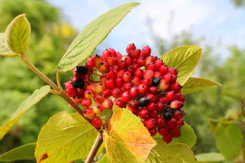 Viburnum lantanoides berries, Hobblebush berries, Vibrant red berries in the woods, Witch-hobble, Alder-leaved Viburnum, Moosewood