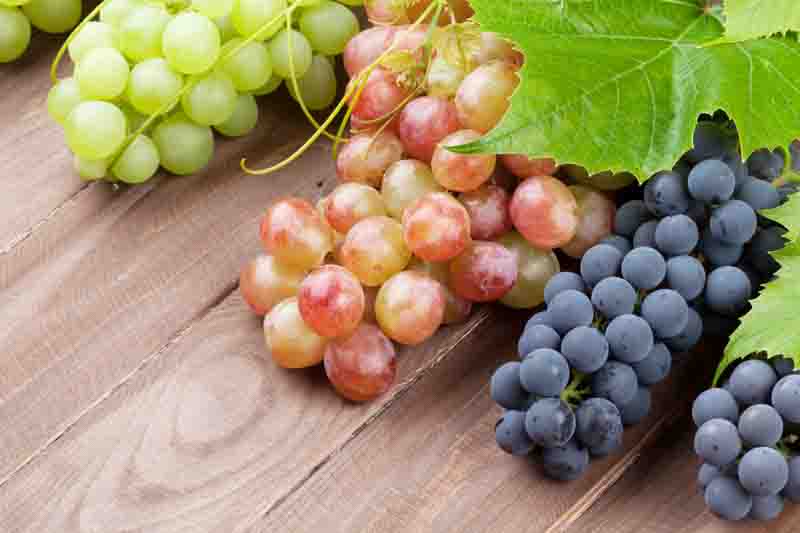 Best Grapes for Dry Climates