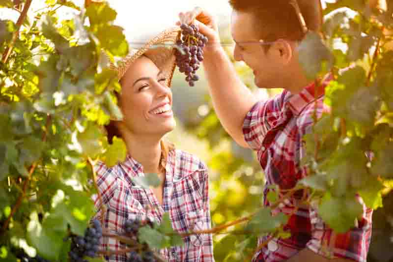 Best table grapes for fresh eating, Enjoying the sunlit vineyard harvest