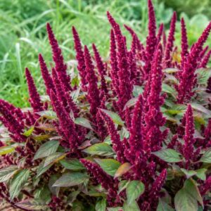 Amaranthus hypochondriacus 'Pygmy Torch', Pygmy Torch Amaranth, Pygmy Torch, Prince Of Wales Feather, Prince's Feather, Prince-Of-Wales Feather
