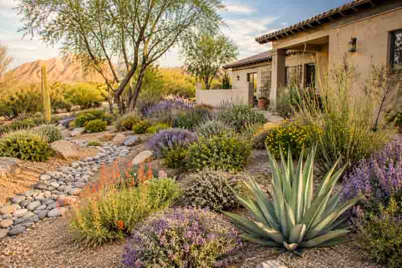 Best Plants for Sandy Soil and Drought