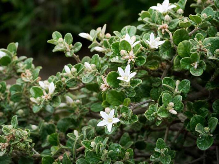 White Correa, Correa, Cape Barren Tea, Cape Barren Tea Tree, Australian Fuchsia, Correa alba