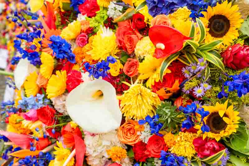 The Best Long-Flowering Plants for Nonstop Garden Color