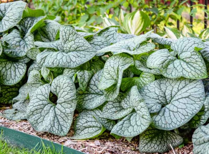 Jack Of Diamonds Heartleaf Brunnera, Jack Of Diamonds Brunnera, Jack Of Diamonds Siberian Bugloss, Brunnera Macrophylla ‘Jack Of Diamonds’, Brunnera ‘Jack Of Diamonds’, Siberian Bugloss ‘Jack Of Diamonds’, Heartleaf Brunnera ‘Jack Of Diamonds’
