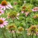 Coneflowers turning green, deformed, aster yellows, coneflower rosette mite