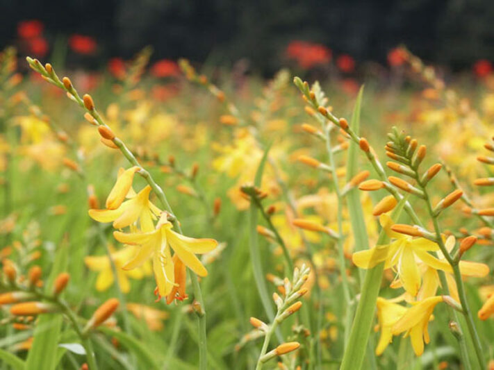 Crocosmia George Davison, Crocosmia x Crocosmiiflora George Davison,Montbretia George Davison, Coppertips George Davison, Falling Stars George Davison