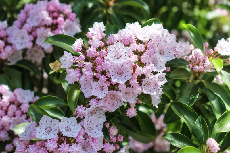 Kalmia latifolia Elf, Soft pink Kalmia ‘Elf’ blooms with glossy evergreen foliage