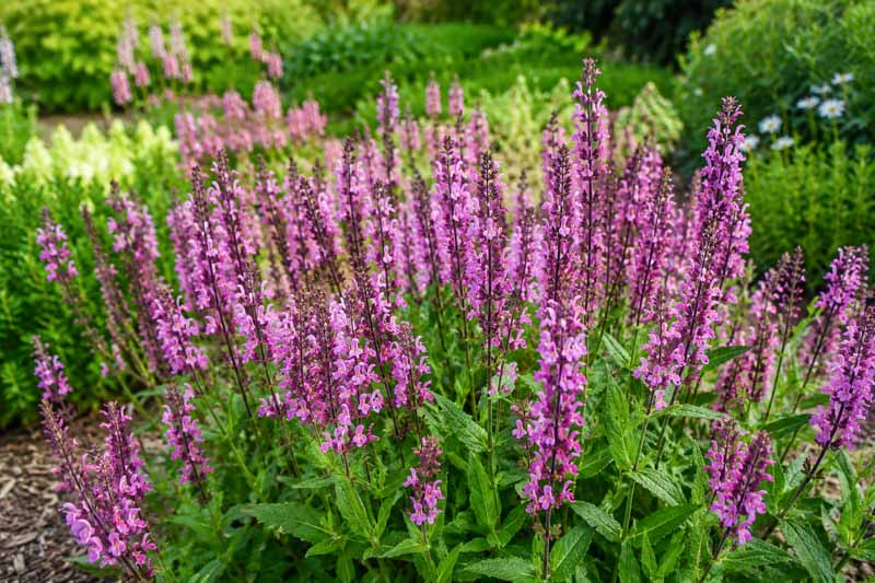 Salvia nemorosa Pink Nebula, Vibrant purple garden blooms