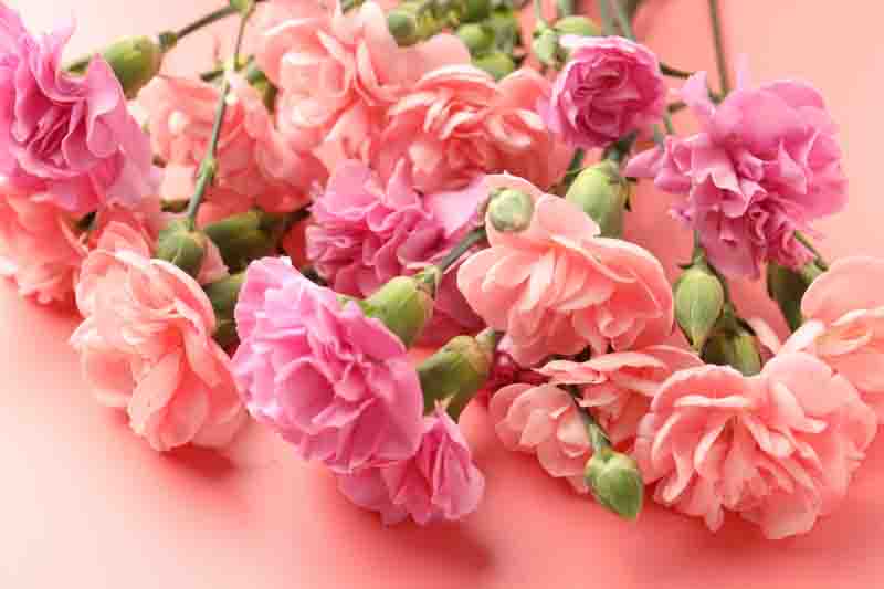 Beautiful carnation flowers on pink background, closeup