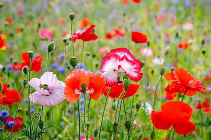 Poppies in the garden, what to do after poppies bloom