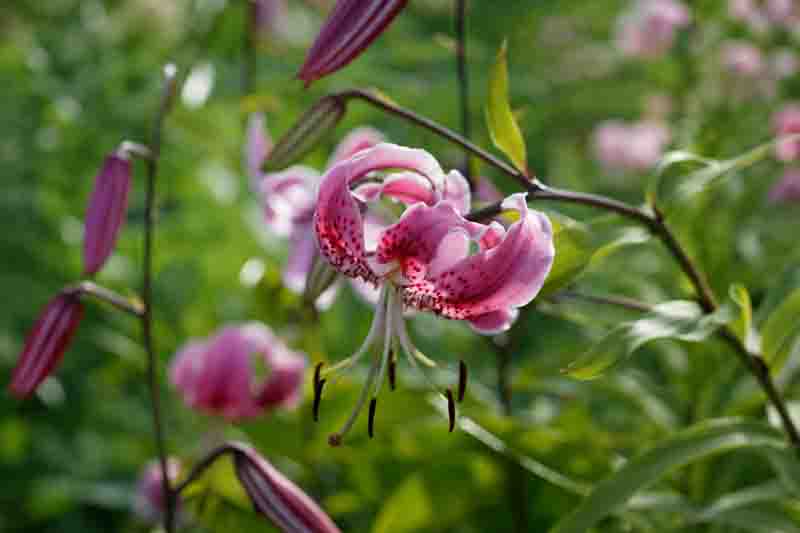 Lilium Speciosum, Lilium Speciosum Rubrum, Japanese Lilies, Showy Lilies, Red Japanese Lilies, Pink Lilies, Fragrant lilies, Lily flower, Lily Flower
