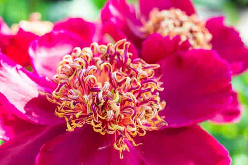 Paeonia Sword Dance, Peony Sword Dance, Red Peony