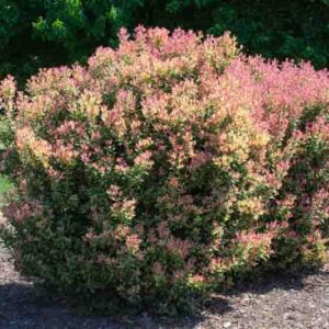 Brilliant Pink Spring Foliage and Fragrant Flowers of Osmanthus heterophyllus Shien Party Lights
