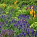 A Summer Border with Kniphofia, Veronica, Sedum, and Salvia