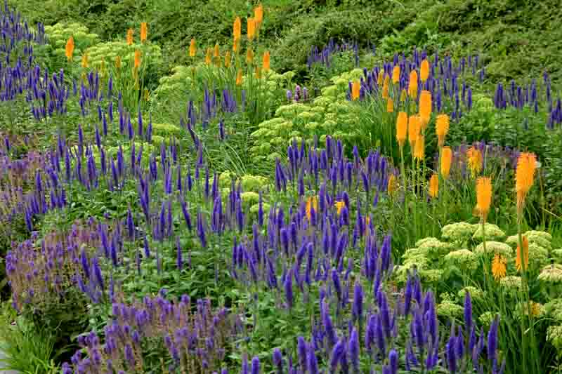 A Summer Border with Kniphofia, Veronica, Sedum, and Salvia