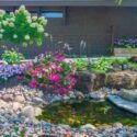 Fish pond surrounded by rocks and flowers of Hydrangea paniculata ‘Limelight’, Hosta ‘Patriot’, Petunia, Pennisetum alopecuroides, Pachysandra terminalis.