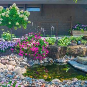 Fish pond surrounded by rocks and flowers of Hydrangea paniculata ‘Limelight’, Hosta ‘Patriot’, Petunia, Pennisetum alopecuroides, Pachysandra terminalis.