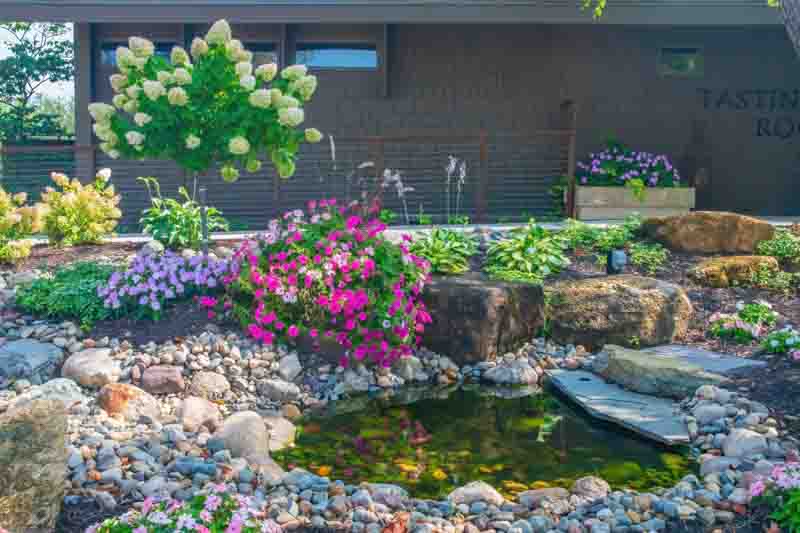 Fish pond surrounded by rocks and flowers of Hydrangea paniculata ‘Limelight’, Hosta ‘Patriot’, Petunia, Pennisetum alopecuroides, Pachysandra terminalis.