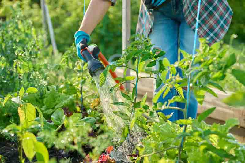 Woman watering tomato plants on raised garden bed with hose