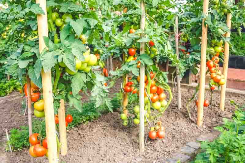 Tomato plants growing in vegetable garden