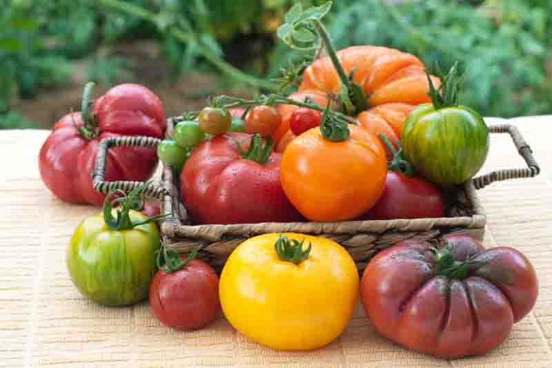 Vine Ripened, Variety of Freshly Picked Home Grown Tomatoes Arranged in a Basket and on a Table in a Back Yard with Tomato Plants in the Background